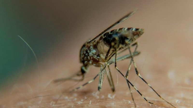 Mosquito transmitting viruses to a host