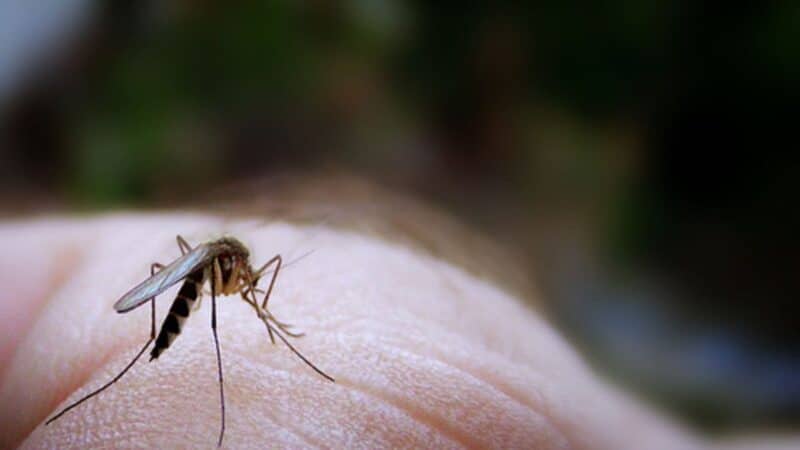 Mosquito feeding on a gardener