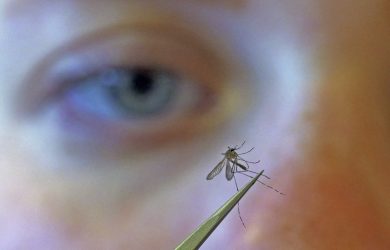 Mosquitoes can carry detrimental diseases