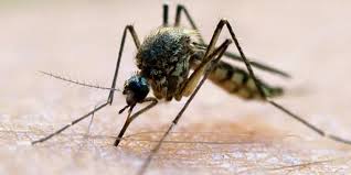Female mosquito biting