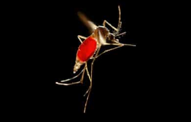 A female mosquito that just fed