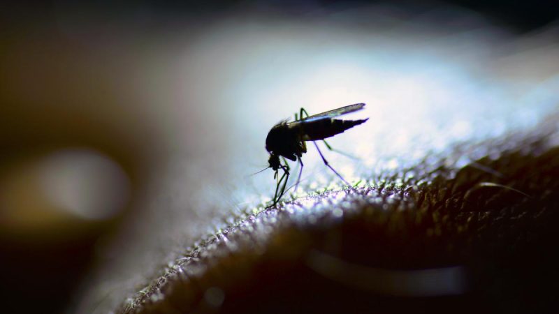 High-risk mosquito bites can cause dengue