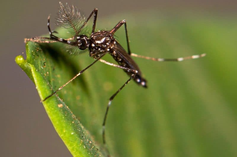 Mosquito resting from feeding