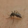 New mosquito in Cuba