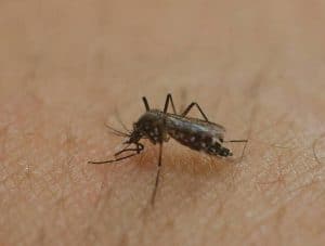 New mosquito in Cuba