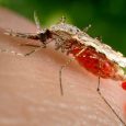 Female mosquito feeding on a human