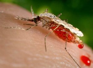 Female mosquito feeding on a human