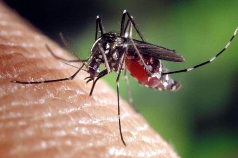 Mosquito memory in action during feeding