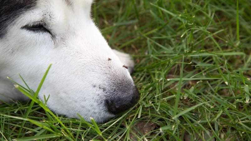 A mosquito on a husky's nose