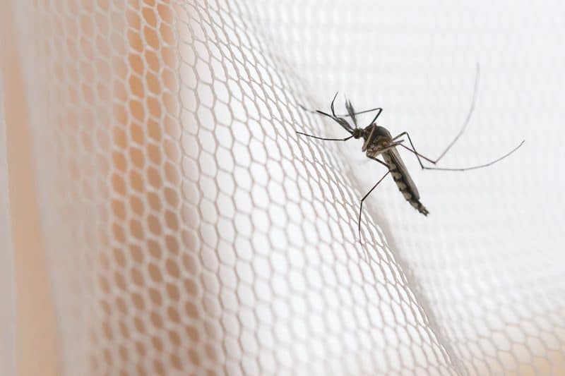 Mosquito caught in a treated net