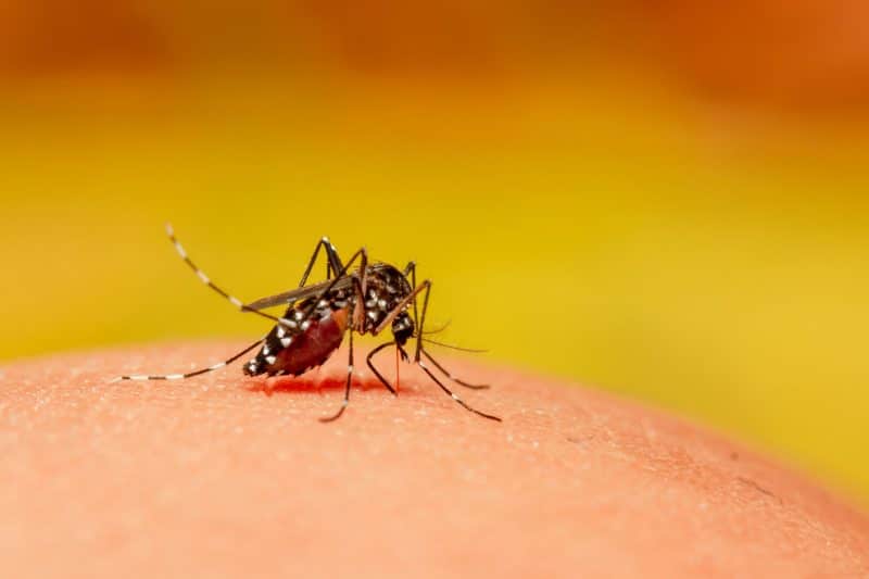 Feeding is easier for these insects because of their ability to associate