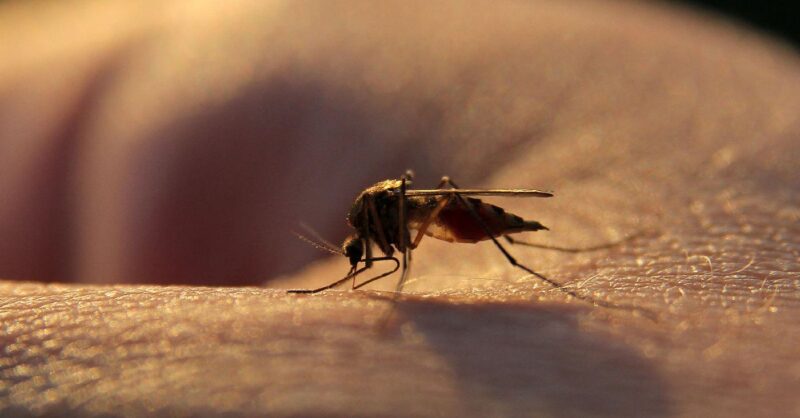 Female mosquito feeding 