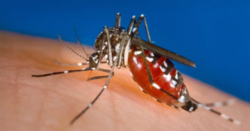 A female mosquito having a blood meal  in a place without ATSB