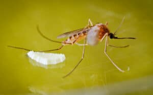 Female mosquito laying eggs