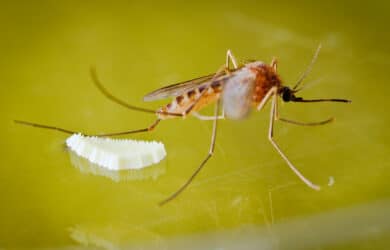 Female mosquito laying eggs