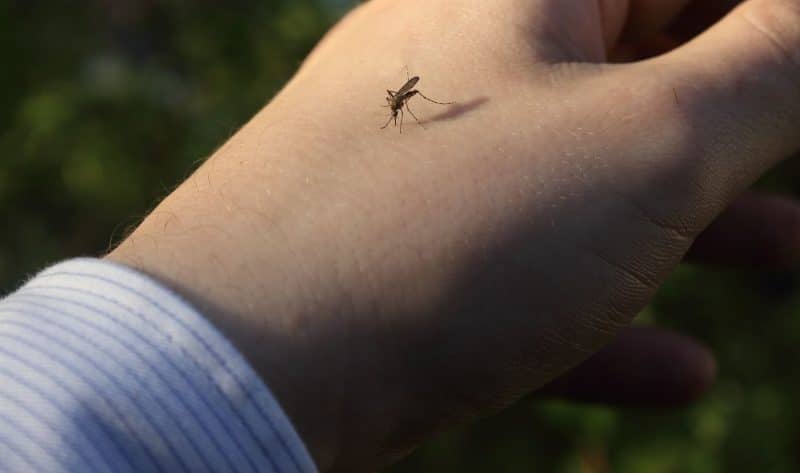 Man, who just finished drinking beer, has a mosquito on his hand