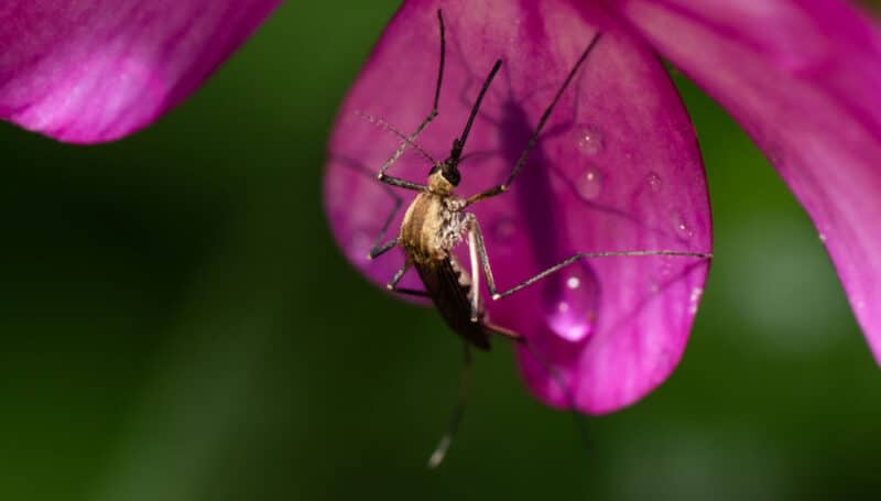 Mosquito on a petal