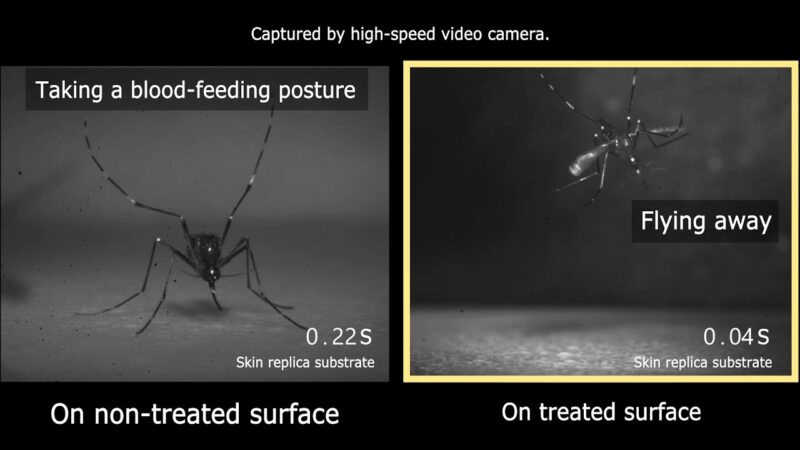 Effects of squalene on mosquito legs