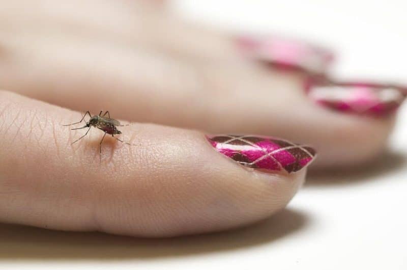 Bare skin plus reddish nail polish attracts mosquitoes