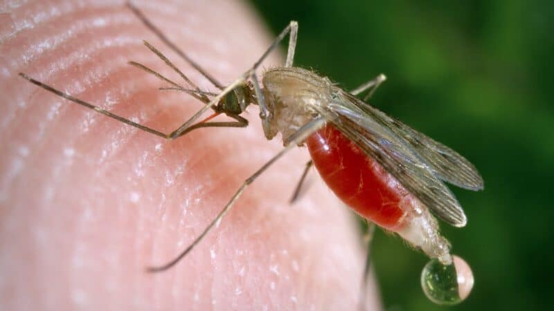 An infected mosquito having a blood meal
