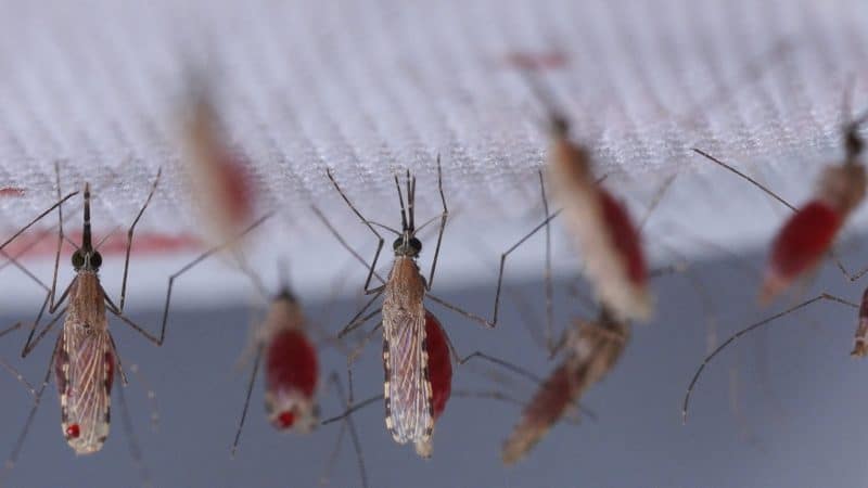 Smarter mosquitoes having a blood meal through a mosquito net