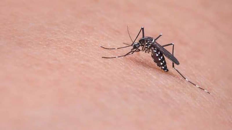 One of the deadliest mosquito species