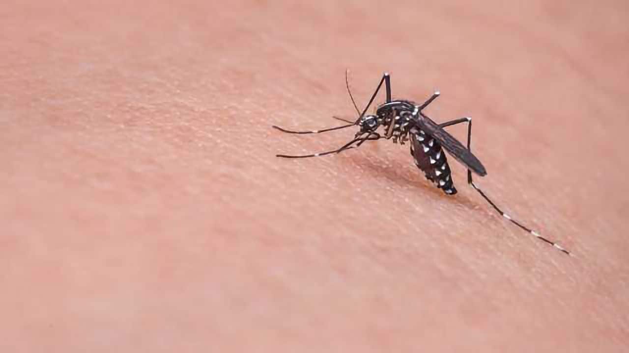 Using Nanoparticles For Mosquito Control