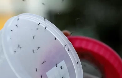 Mosquitoes for studies on nanoparticles