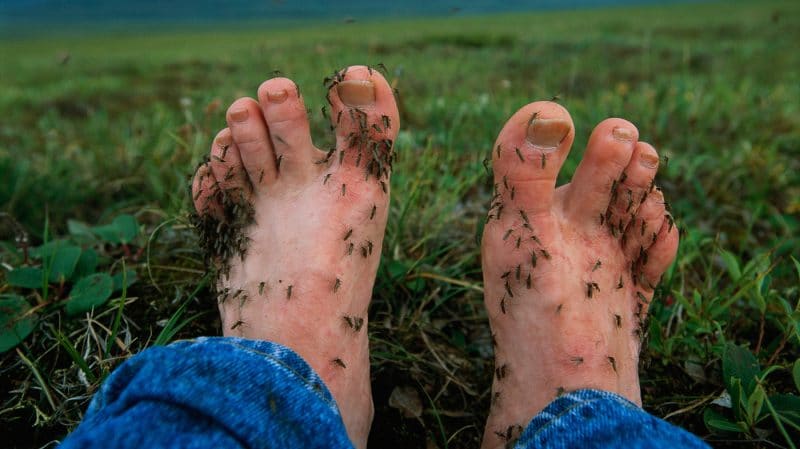 Mosquitoes like to bite feet and ankles