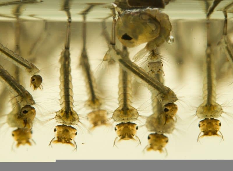 Mosquito larvae in water can ingest nanoparticles