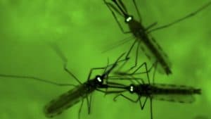 Fungus in malaria mosquitoes