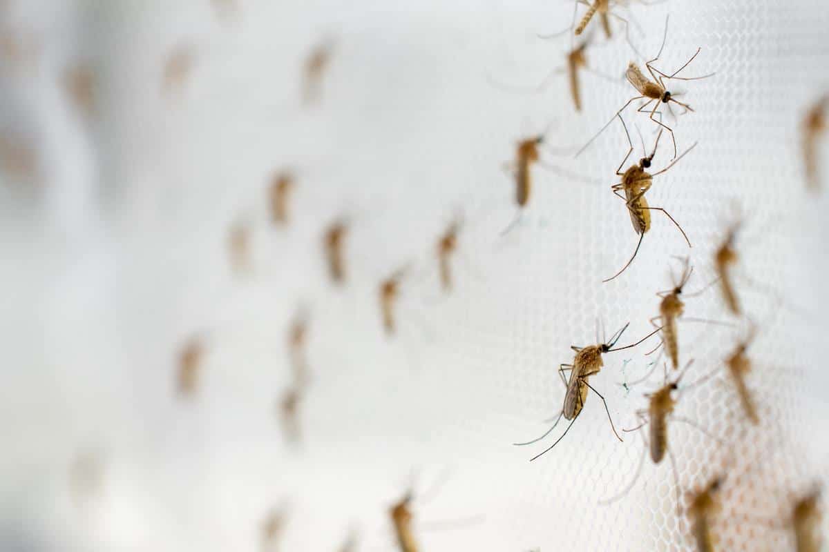 Mosquitoes carry fatal mosquito-borne diseases