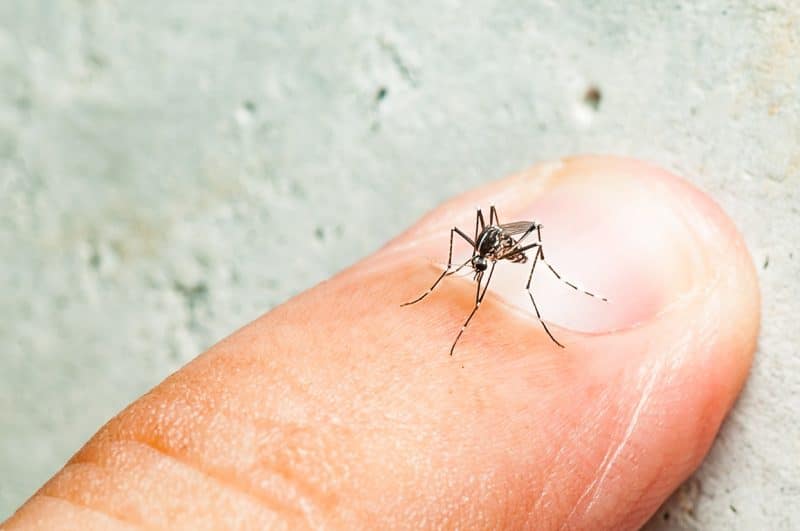 Mosquitoes can bite more people during the rise in their population