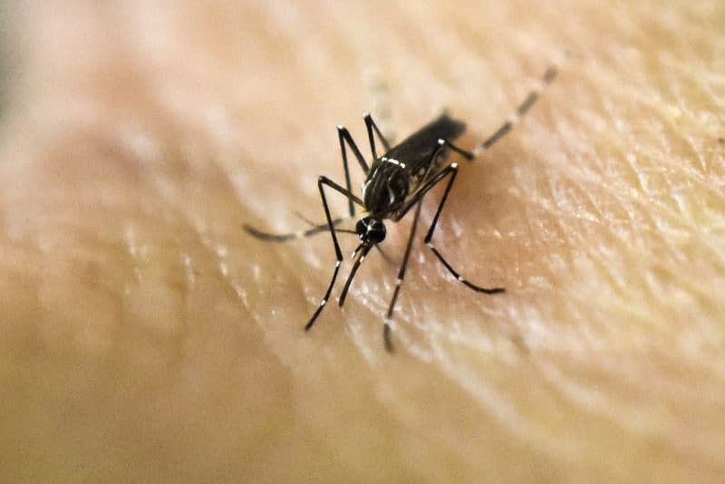 Aedes mosquitoes invading California