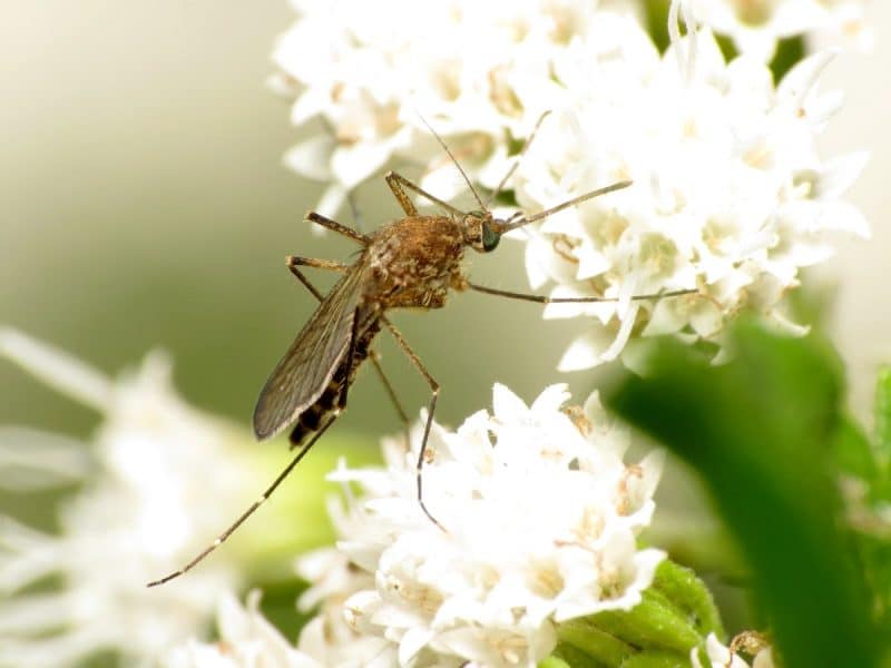 Mosquito consuming sugary nectar