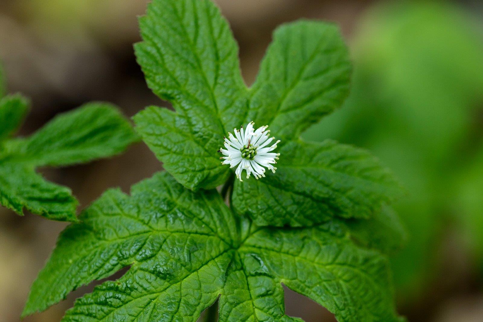 Mosquito repellent plant protecting a garden