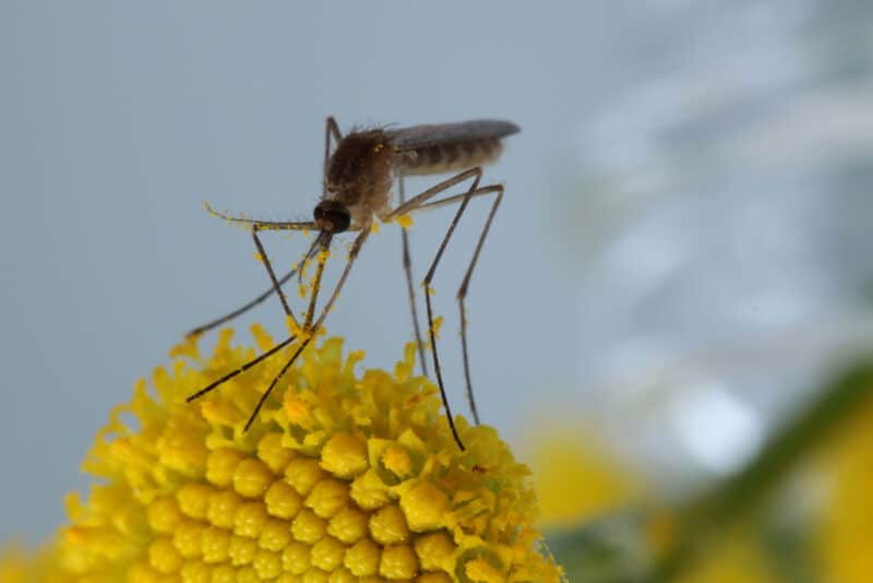 The usefulness of mosquitoes is evident in pollination