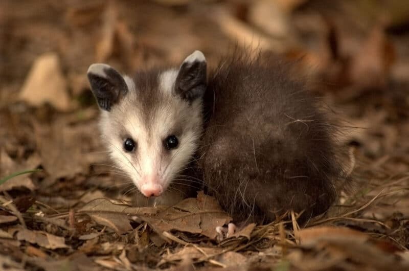 A possum is a common transmitter of flesh-eating bacteria