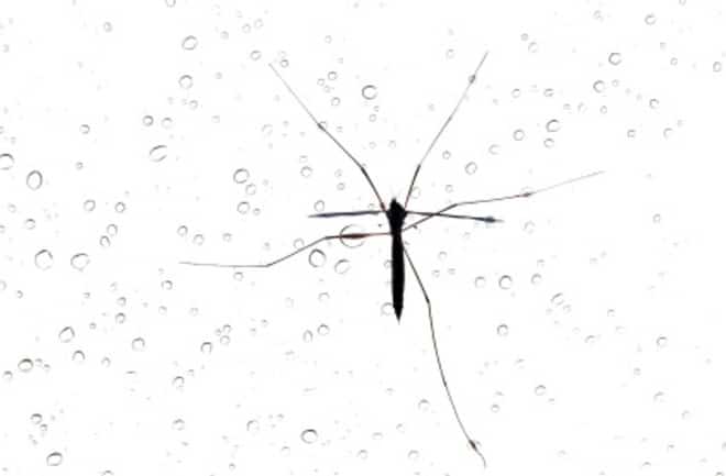 Mosquitoes survive a downpour