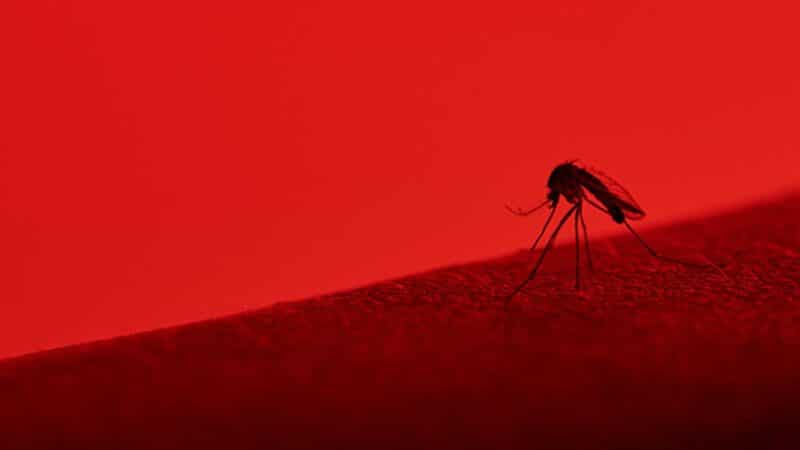 Red stimulates mosquitoes to bite