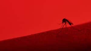 Red colors attract mosquitoes