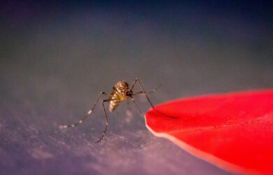 Red colors attract mosquitoes