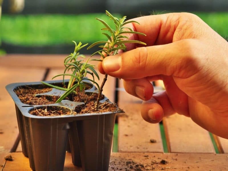 Planting some repellent herbs for mosquitoes in the fall