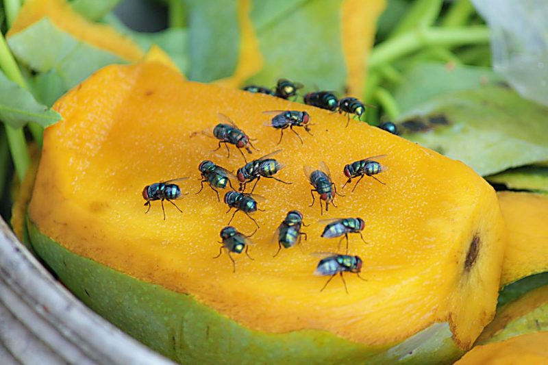 Blowflies on an exposed ripe mango