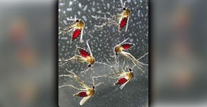 Mosquitoes are sources of sailokinin
