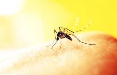 Dengue-carrying mosquito