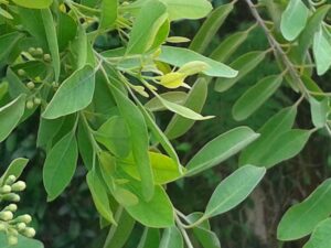 Sandalwood leaves