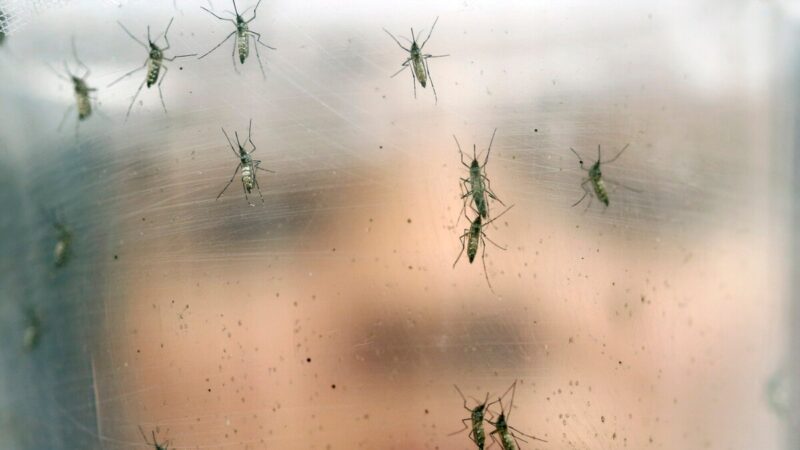 Mosquitoes through glass