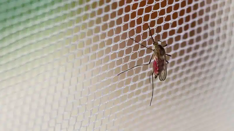 The holes in mosquito nets must be small enough to block mosquitoes