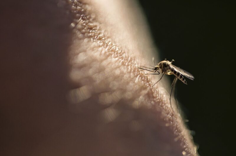 A mosquito bites when it is time for its dormancy